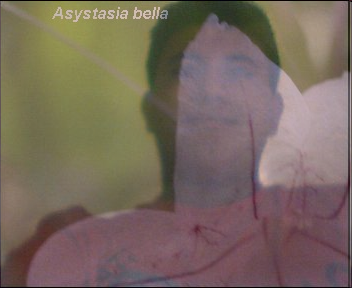 ces moi simo